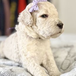 Miss Purple Collar - White female Poodle puppy in Screven, Georgia from Dreamland Standard Poodles