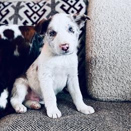 Latch x Lassie - Boy 2 - Red Merle - Light Blue - Red merle male Border Collie puppy in Minden, Iowa from Rocking N Registered Border Collies & Labradors