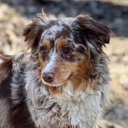 Ruthie - Toy Australian Shepherd