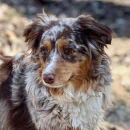 Ruthie - Toy Australian Shepherd