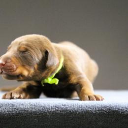 Donerail - Red and rust male Doberman Pinscher puppy in Commerce, Texas from Elitehaus