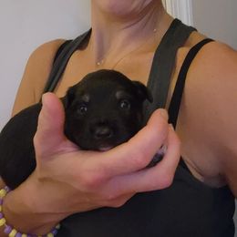 Miniature Australian Shepherd Puppies from Carter's Cuties