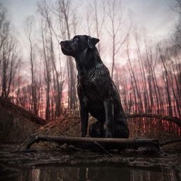 Labrador Retriever All Grown Up from Southern Oak Kennels - North