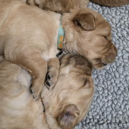 Golden Retriever puppies from Sutter Bay Retrievers