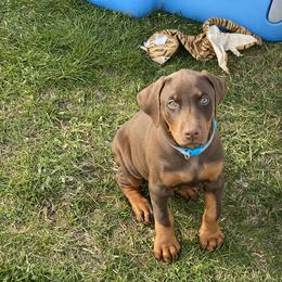 Doberman Pinscher Puppies from Jensen Dobermans