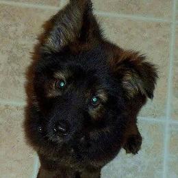 German Shepherd Puppies from Reign Land
