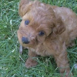 Goldendoodle and Poodle Puppies from Mustanghills Doodles and Poodles