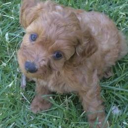 Goldendoodle and Poodle Puppies from Mustanghills Doodles and Poodles