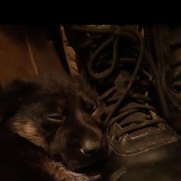 German Shepherd Puppies from Flussufer German Shepherds