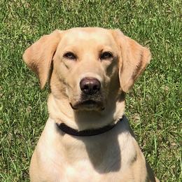 Mally - Labrador Retriever