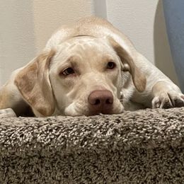 Daisy - Labrador Retriever