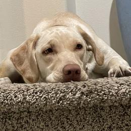 Daisy - Labrador Retriever