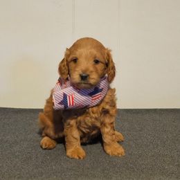 Dallas - Red  female Goldendoodle puppy in Bonham, Texas from Happy Valley Puppies