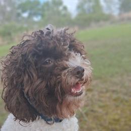 Abigail - Shihpoo