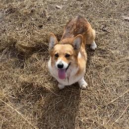 Pembroke Welsh Corgis from JMB Corgis