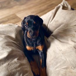 Doberman Pinscher Puppies from Pipe Creek Dobermans