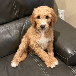 Scooby - Apricot male Goldendoodle puppy in Lufkin, Texas from Maggnificent Doodles