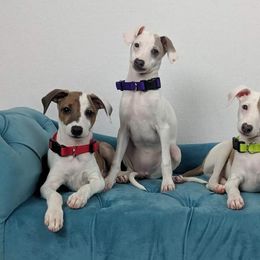 Italian Greyhound Puppies from Divine Italian Greyhounds