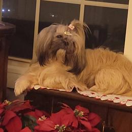 Shih Tzu All Grown Up from ShihTzuCt