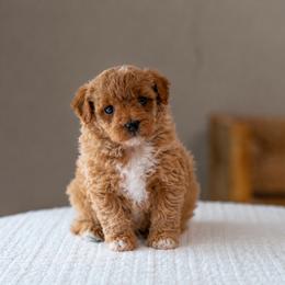 Tiny Toy Kai - White and apricot male Bichon Frise puppy in Altamonte Springs, Florida from The Perks of Pups