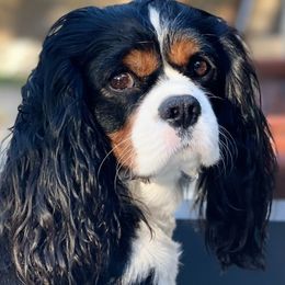 Smith - Cavalier King Charles Spaniel