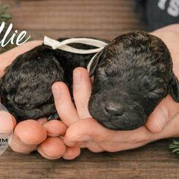Ollie - Wheaten male Whoodle puppy in Knoxville, Tennessee from Fleury Farm Doodles TN