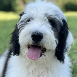 Assorted Doodle Crosses, Bernedoodles, and Sheepadoodles from Rock N Roll Doodles