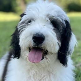 Assorted Doodle Crosses, Bernedoodles, and Sheepadoodles from Rock N Roll Doodles
