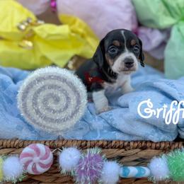 Griffin - Piebald male Dachshund puppy in Seguin, Texas from Good Neighbor Ranch Dachshunds