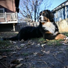 Bernese Mountain Dog and Pembroke Welsh Corgi All Grown Up from Concerto Corgis