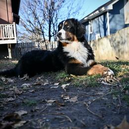 Bernese Mountain Dog and Pembroke Welsh Corgi All Grown Up from Concerto Corgis
