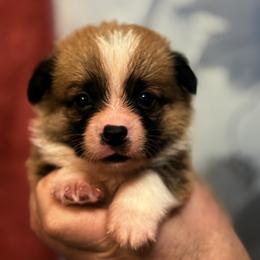 Dark blue collar boy - Red male Pembroke Welsh Corgi puppy in Hayes, Virginia from Gainesfield Labradors and Pembroke Welsh Corgis
