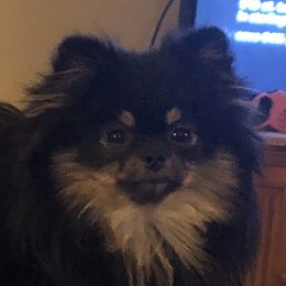 Gucci - Pomeranian