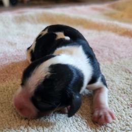 Girl 3 - Tri-color female Cavalier King Charles Spaniel puppy in Albany, Oregon from Hit Parade Cavaliers