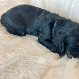 Cocker Spaniel Puppies from Jennifer Dees