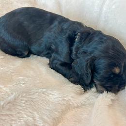 Cocker Spaniel Puppies from Jennifer Dees