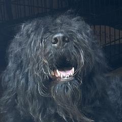 Bartt - Bouvier des Flandres