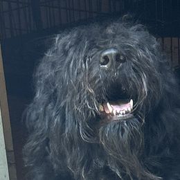 Bartt - Bouvier des Flandres