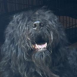 Bartt - Bouvier des Flandres