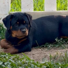 Rottweiler puppies from Milton's Rottweilers