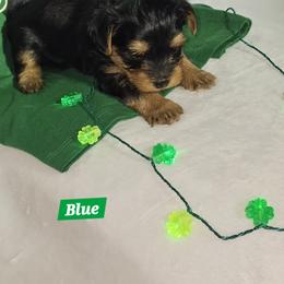 BLUE COLLAR - Black and tan male Yorkshire Terrier puppy in Galax, Virginia from Blueberry Hill Yorkies