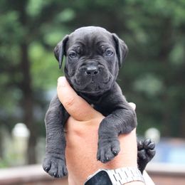 Tan Collar - Black male Cane Corso puppy in Lusby, Maryland from Coastal View Kennels
