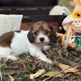 Red pie SILKY - Piebald female Dachshund puppy in Nashville, Arkansas from Whisenhunt Farms