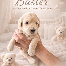 Buster - Cream male Goldendoodle puppy in Aurora, Illinois from Chicago Goldendoodles
