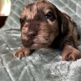 Bentley - Merle male Labradoodle puppy in Lowville, New York from Adirondack Labradoodles