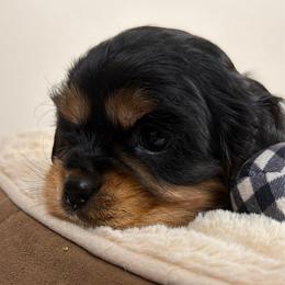 Arthur - Black and tan male Cavalier King Charles Spaniel puppy in Spokane, Washington from PJE Cavs and Poos