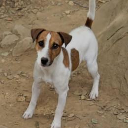 Betts - Jack Russell Terrier