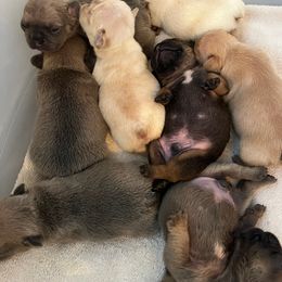 French Bulldog Puppies from Lazy Daisy