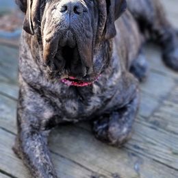 Mastiffs from M.C.'s Mastiffs