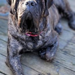 Mastiffs from M.C.'s Mastiffs